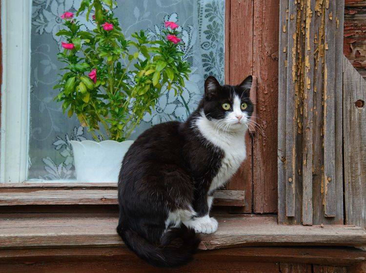Homöopathie für Katzen ist eine ganzheitliche Heilmethode – Bild: Shutterstock / Kuznetsov Denis