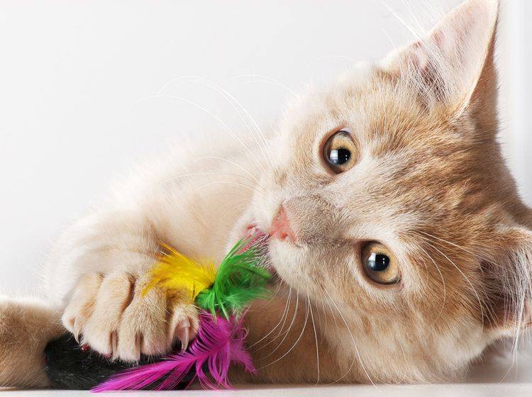 4 tolle Ideen für Katzenspielzeug aus Sisal – Bild: Shutterstock / Stefano Garau
