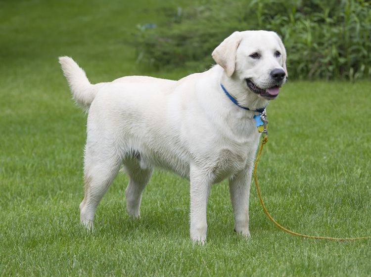 Praktische Hundeleinen für jeden Vierbeiner – Bild: Shutterstock / Keith Bell