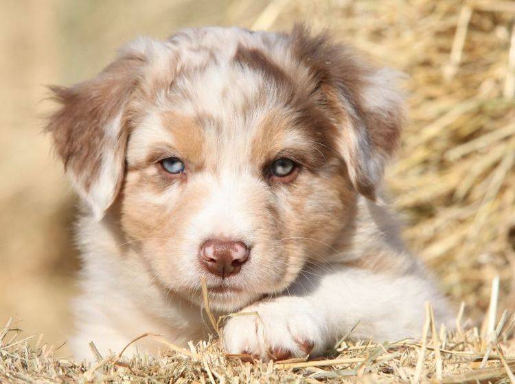 Der Australian Shepherd ist ein schöner Hund mit einem spannenden Wesen – Bild: Shutterstock / Zuzule