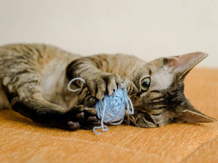 Die Devon Rex ist eine verspielte und anhängliche Katze – Bild: Shutterstock / Berlina