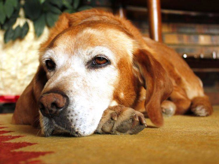 Ein Bandscheibenvorfall bei Hunden geht mit starken Schmerzen einher – Bild: Shutterstock / sisqopote