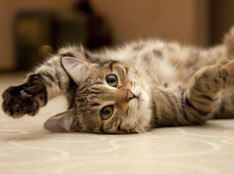 "Pfötchen geben" auf Kommando ist für Katzen nicht so einfach wie für Hunde – Bild: Shutterstock / marinaks