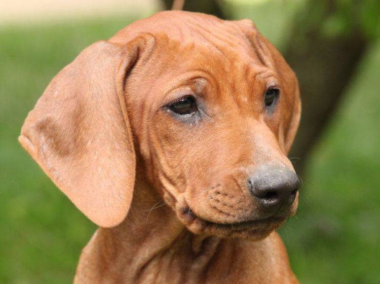 Rhodesian Ridgeback: Ein schöner, pflegeleichter Hund – Bild: Shutterstock / Zuzule