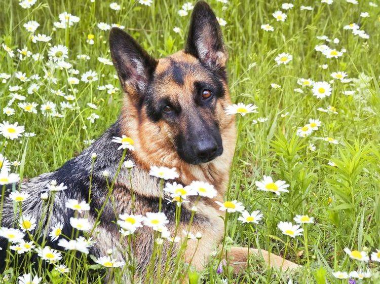 Ein Deutscher Schäferhund ist bei guter Haltung ein treuer, freundlicher Hund – Bild: Shutterstock / Hysteria