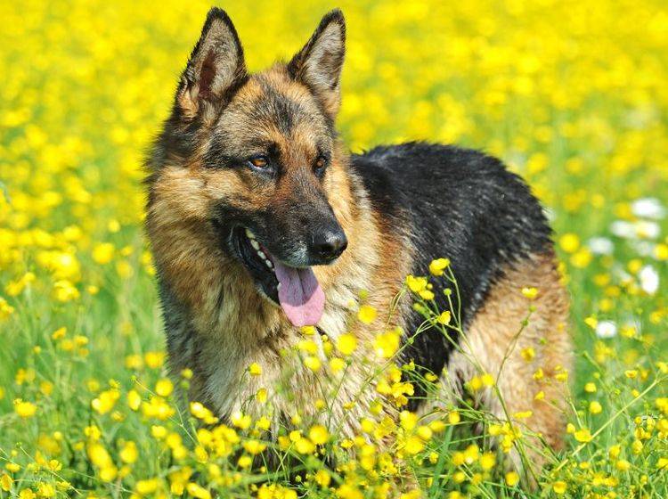 Viel Auslauf ist wichtig für die artgerechte Haltung eines Schäferhundes – Bild: Shutterstock / Eduard Kyslynskyy