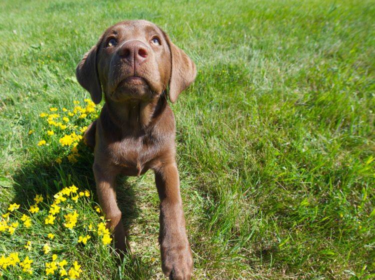 Hund hört nicht: Was ist zu tun? – Bild: Shutterstock / Kelly Nelson