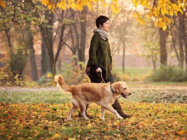 Hunde mit Jagdtrieb gehen nicht immer entspannt spazieren – Bild: Shutterstock / Ljupco Smokovski