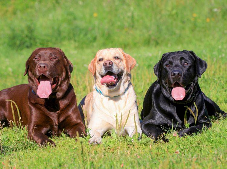 Zu wem passen Hunderassen mit Jagdtrieb? – Bild: Shutterstock / Marina Jay