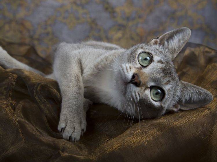 Zu den kleinsten Katzenrassen der Welt gehört die Singapura – Bild: Shutterstock / Jenni Ferreira