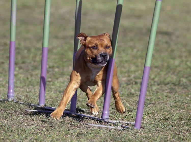 Der Staffordshire Bullterrier ist ein agiler und temperamentvoller Hund – Bild: Shutterstock / Reddogs