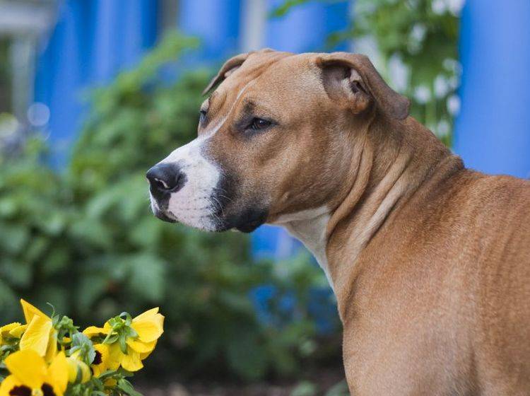 Die Erziehung eines Staffordhsire Terriers ist etwas für erfahrene Hundebesitzer – Bild: Shutterstock / Emil L