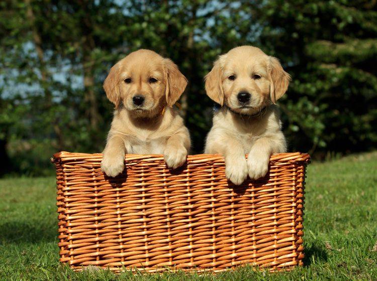 Golden Retriever gehören zu den beliebten Hunderassen für Anfänger – Bild: Shutterstock / vgm