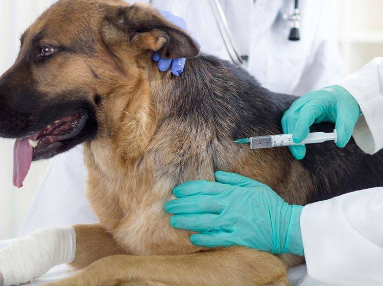 Vor allem bei jungen, aber auch bei manchen älteren Hunden sind Impfungen sinnvoll – Bild: Shutterstock / VP-Photo-Studio