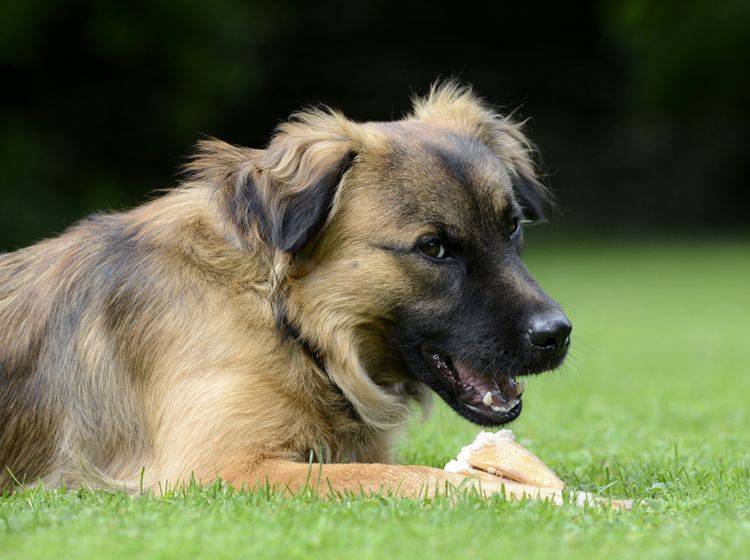 Sie können einiges für die Abwehrkräfte Ihres Hunds tun – Bild: Shutterstock / Schubbel