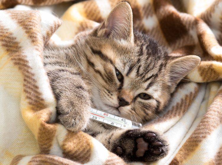 Oft muss Niesen bei Katzen mit Medikamenten behandelt werden – Bild: Shutterstock / Andrey Kuzmin