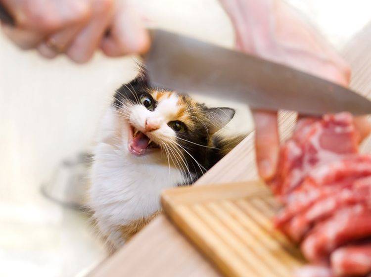 Es gibt viele Katzenfutter-Rezepte mit Fleisch – Bild: Shutterstock / Yurochka Yulia