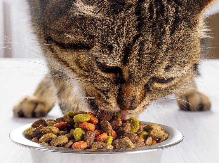 Die Ernährung spielt eine wichtige Rolle bei den Abwehrkräften der Katze – Bild: Shutterstock / g215