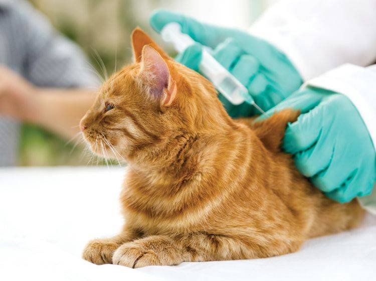 Katzen impfen – es gibt einiges zu bedenken – Bild: Shutterstock / VP Photo Studio