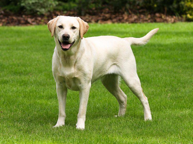 So ist der Charakter des schönen Labradors – Bild: Shutterstock / Capture Lights