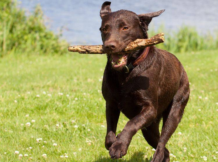 Der Labrador ist ein lieber Familienhund, der sich über viel Bewegung freut – Bild: Shutterstock / Roland Ijedema