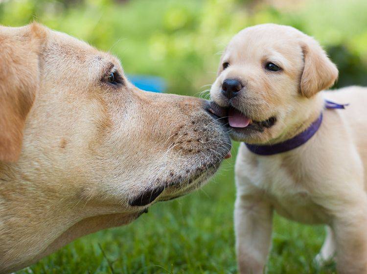 Darauf sollten Sie beim Kauf von Labrador-Welpen achten – Bild: Shutterstock / Anesssa