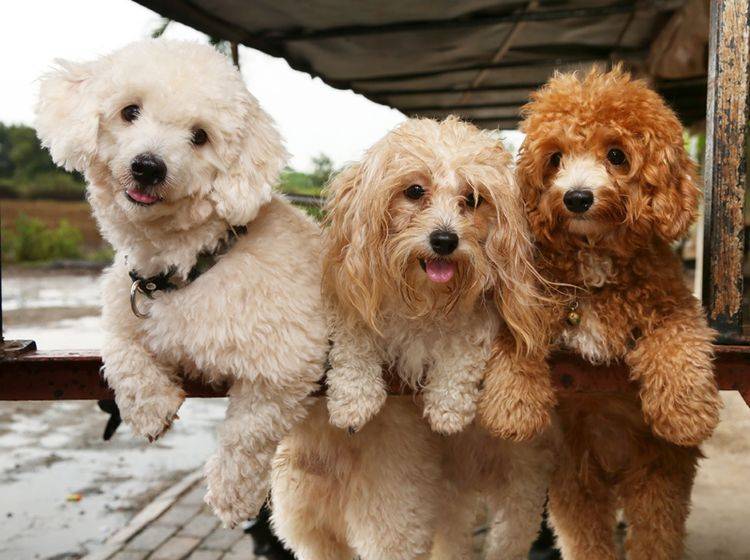 Pudel gehören zu den einfach zu handhabenden Hunderassen – Bild: Shutterstock / PCHT