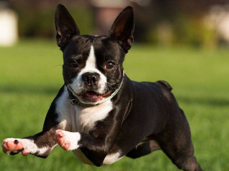 "Achtung, jetzt komm ich!!!" Der Boston Terrier ist ein munterer, temperamentvoller Hund – Bild: Shutterstock / Lobstrosity