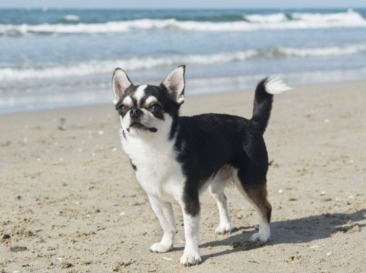 Der Chihuahua ist ein aufgewecktes kleines Kerlchen – Bild: Shutterstock / cynoclub