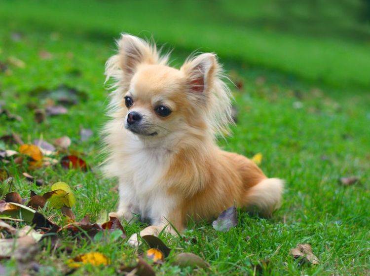 Trotz kleiner Größe sollte der Chihuahua eine gute Erziehung genießen – Bild: Shutterstock / padu_foto