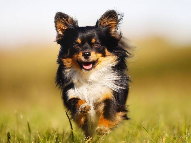 Draußen ist der Chihuahua ein richtiger kleiner Wirbelwind – Bild: Shutterstock / Mikkel Bigandt