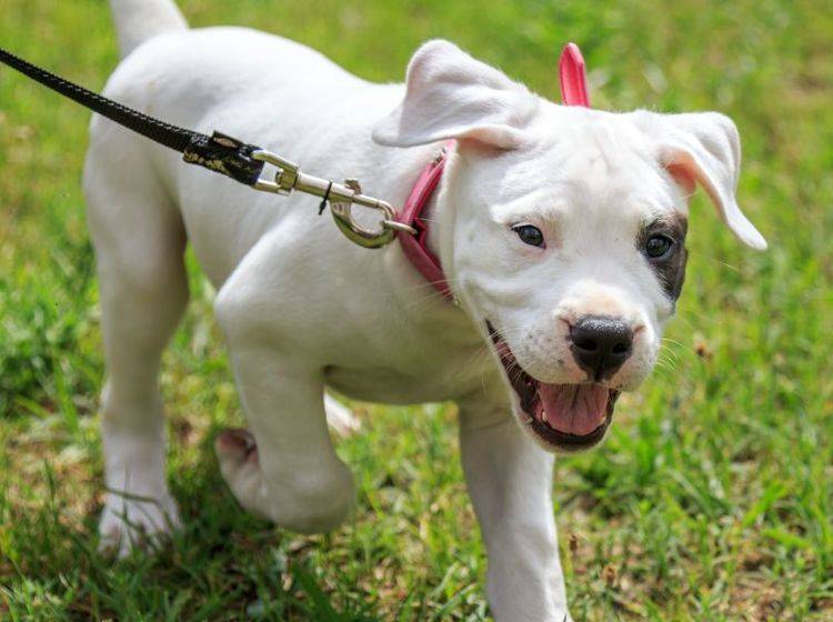 "Spazieren macht Spaß!!!" Der Dogo Argentino ist ein fröhlicher, freundlicher Hund – Bild: Shutterstock / MarcinSl1987