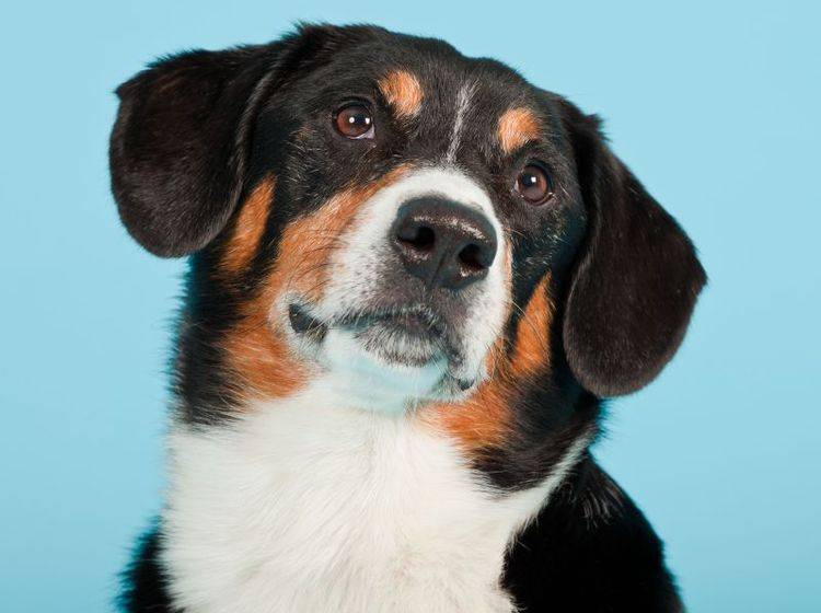 Klug und menschenbezogen: Der Entlebucher Sennenhund – Bild: Shutterstock / Ysbrand Cosijn