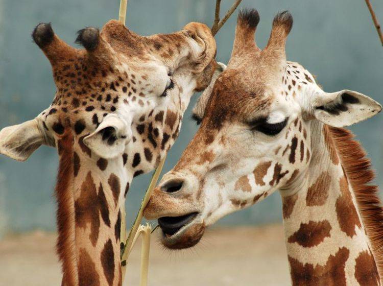 Wie schön: Dieses Giraffenpärchen macht den Anfang in unserer Bildergalerie – Bild: Shutterstock / fishandfish