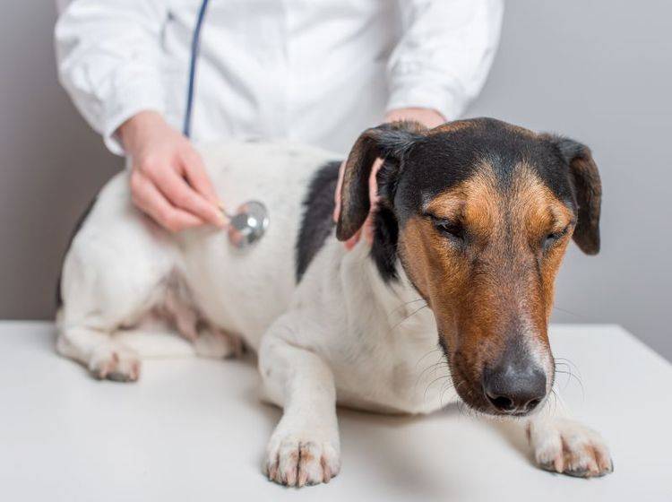 Wenn der Hund Fieber hat sollten die Ursachen zunächst beim Tierarzt abgeklärt werden – Bild: Shutterstock / llaszlo