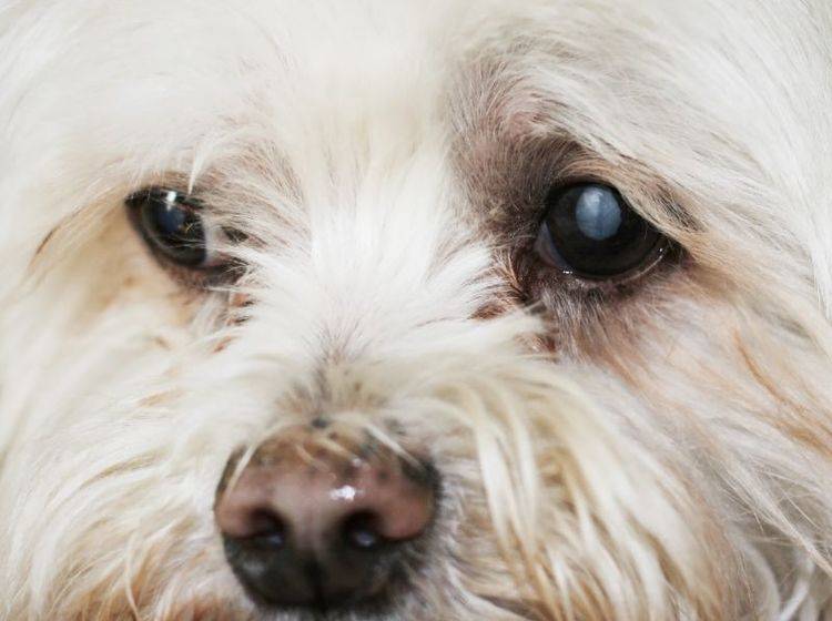 Grauer Star beim Hund: Die Augenlinse ist sichtbar getrübt – Bild: Shutterstock / Joy Brown