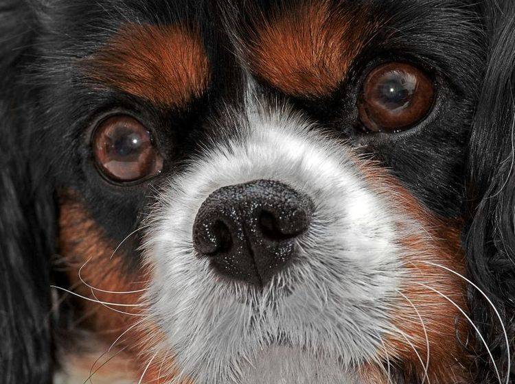 Grauer Star: Das Auge des Hundes wird immer trüber – Bild: Shutterstock / ShaunWilkinson