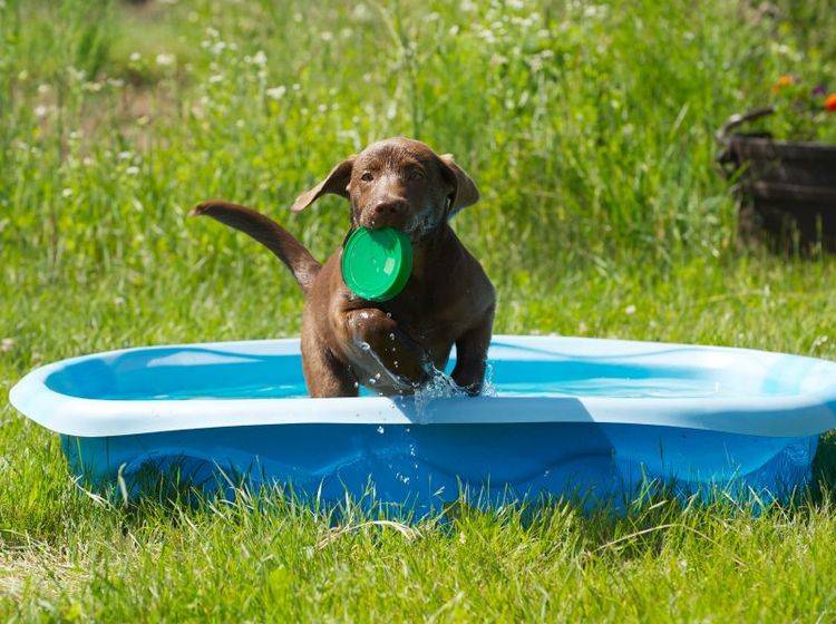 Abkühlung für Hunde an heißen Tagen: Tipps – Bild: Shutterstock / KellyNelson