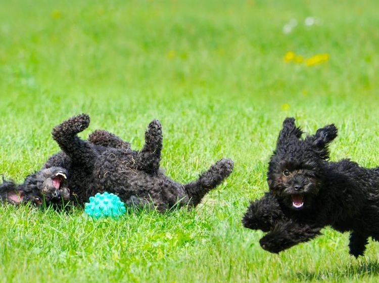 Tierisch lecker: Hundespielzeug mit Snacks – Bild: Shutterstock / KellyNelson