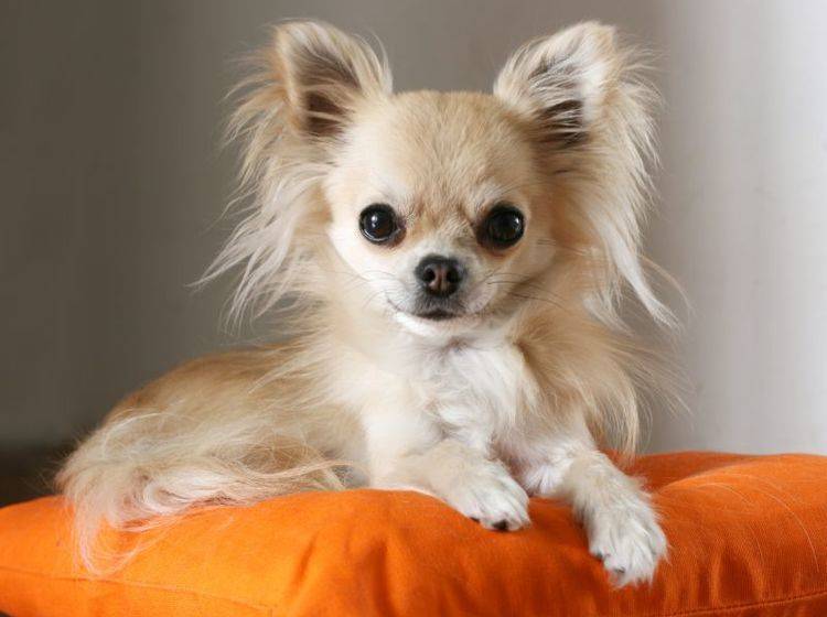 Der Chihuahua ist ein pflegeleichter kleiner Hund – Bild: Shutterstock / padu_foto