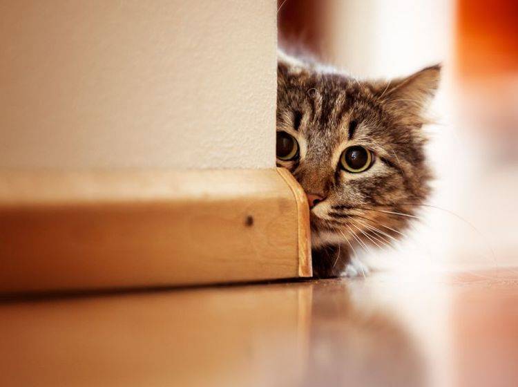 Spannendes Spielzeug zum Toben für Katzen – Bild: Shutterstock / Joop Snijder Photography