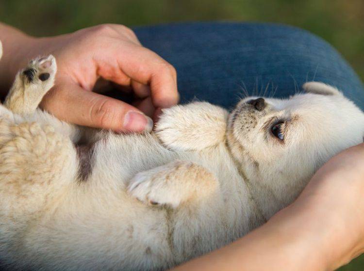 Der Samojede ist ein freundlicher und recht leicht erziehbarer Hund – Bild: Shutterstock / L.F.