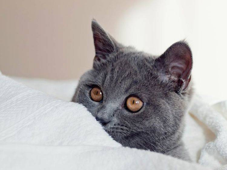 Die Britisch Kurzhaar: Eine gelassene, sanftmütige Katze – Bild: Shutterstock / max777