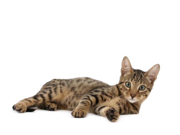 Eine schöne Exotin: Die Serengeti-Katze – Bild: Shutterstock / Krissi Lundgren