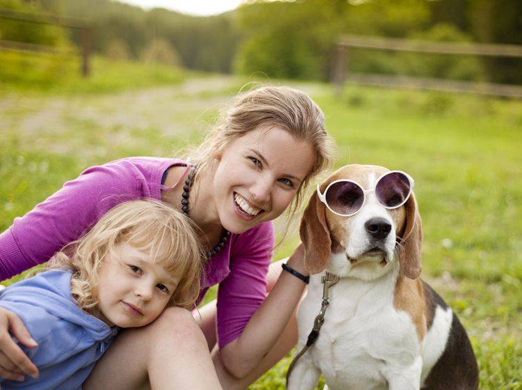 Der Beagle ist ein beliebter Familienhund mittlerer Größe – Bild: Shutterstock / Halfpoint