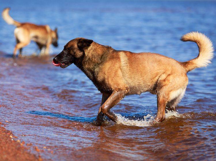 Nehmen Sie sich viel Zeit für die Erziehung Ihres Belgischen Schäferhunds – Bild: Shutterstock / DragoNika