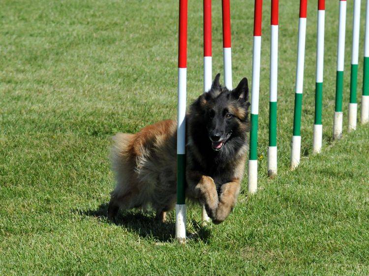 Bei der Haltung des Belgischen Schäferhunds sollten Sie vor allem Zeit und Platz einplanen – Bild: Shutterstock / Rolf Klebsattel