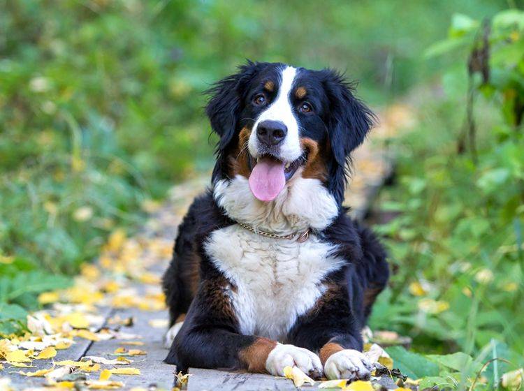 Freundlich, selbstsicher und kinderlieb: So ist das Wesen des Berner Sennenhunds – Bild: Shutterstock / DragoNika