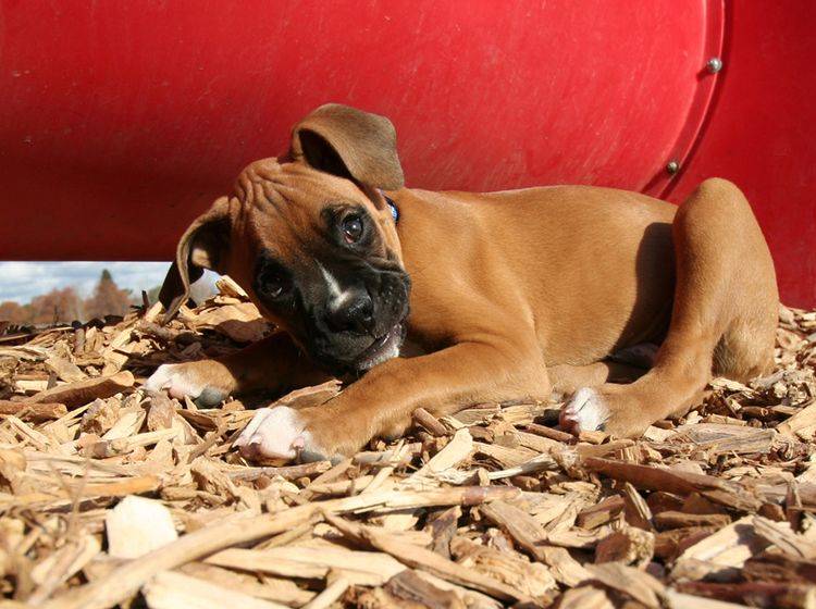 Wer kann diesem Hundeblick schon widerstehen? – Bild: Shutterstock / Annette Shaff