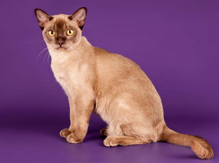 Geschichte: Die süße Burma-Katze stammt aus Südostasien – Bild: Shutterstock / mdmmikle